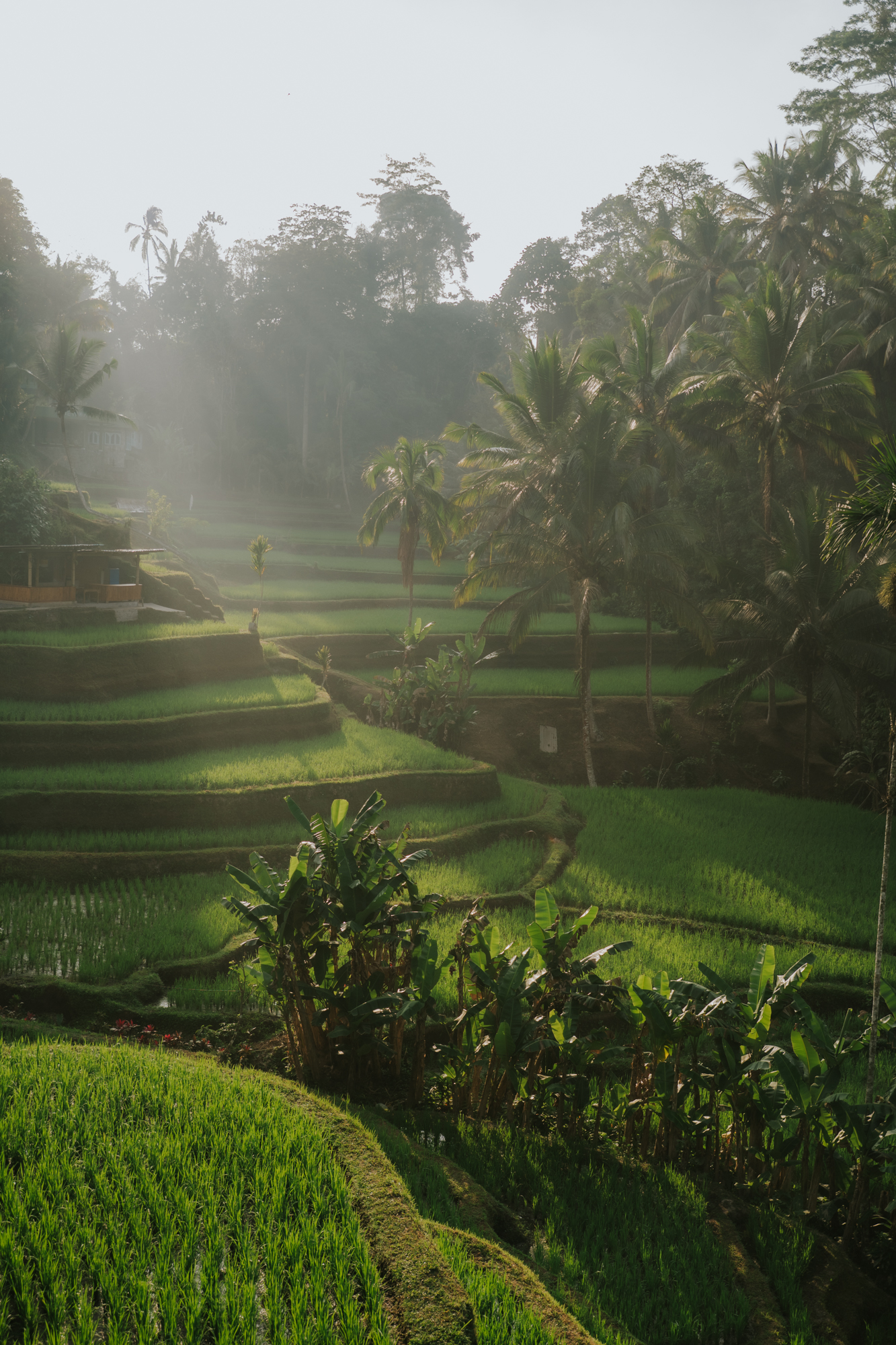 tegallalang rice terrace sunrise